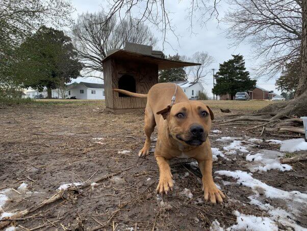 Daisy tethered outside in cold