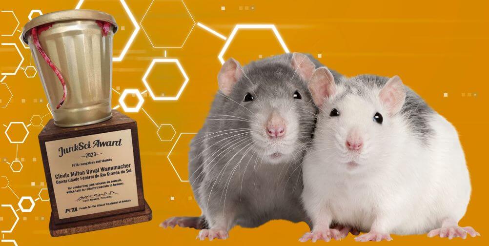 Year of the Rat: Here Are 4 Ways Rats Suffer in Experiments and How You Can  Help Them