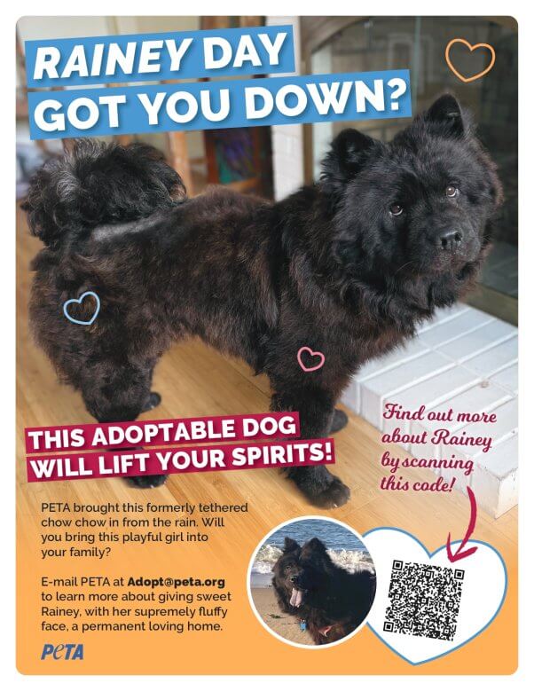 Adoption flyer for Rainey. The headline text reads "Rainey Day got you down? This adoptable dog will lift your spirits!"