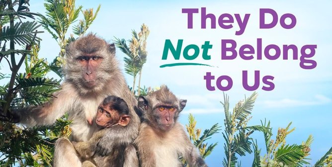 group of three macaques in tree with text "They do not belong to us"