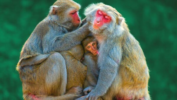 family of rhesus macaques