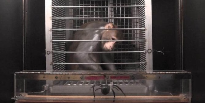 monkey in cage looking at fake spider in NIH lab