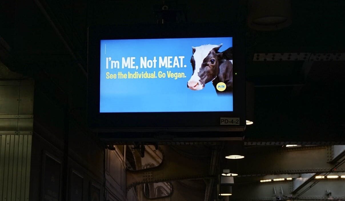 Digital billboard featuring a cow