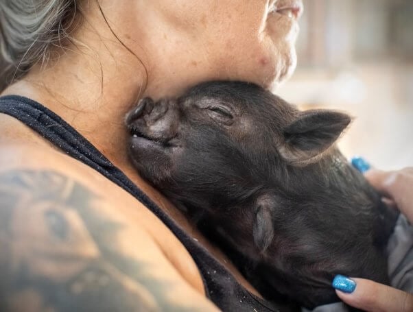 Joy the pig after rescue