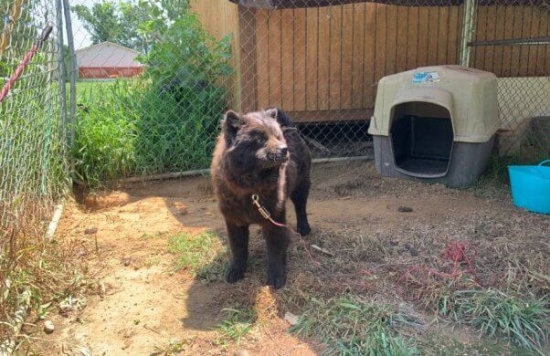 Rainey stands chained outdoors