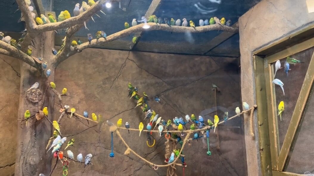 parakeets in a crowded enclosure with inadequate branches to perch on, at a SeaQuest in Texas