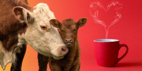 A calf and a cow next to a cup of coffee with heart-shaped steam