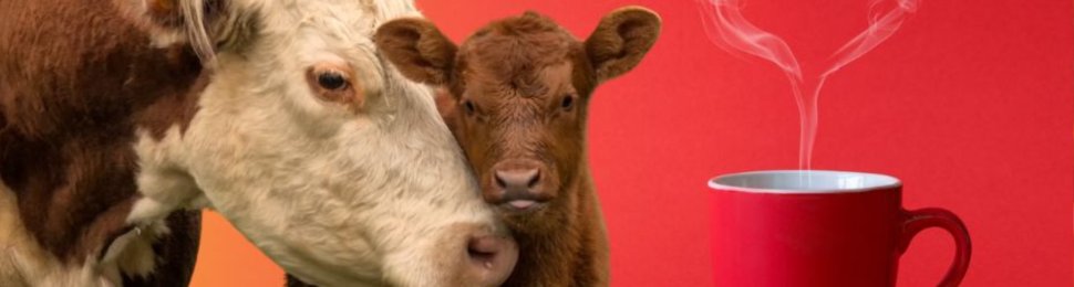 A calf and a cow next to a cup of coffee with heart-shaped steam