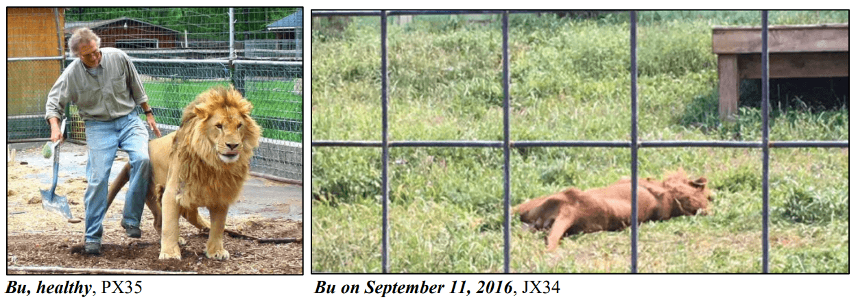 Side by side photos of a healthy-looking lion and a thin, sickly lion lying in the grass