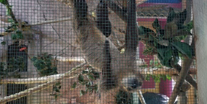 sloth at seaquest littleton