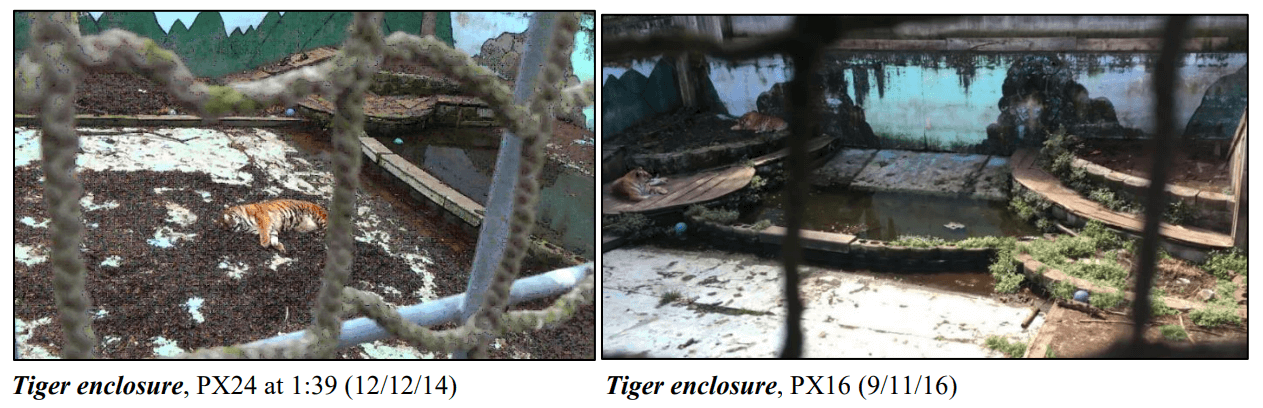 The small, filthy tiger enclosure at Tri-State Zoological Park
