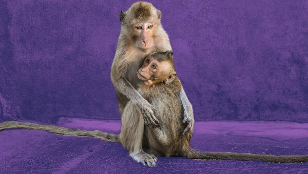 two long tailed macaques purple background