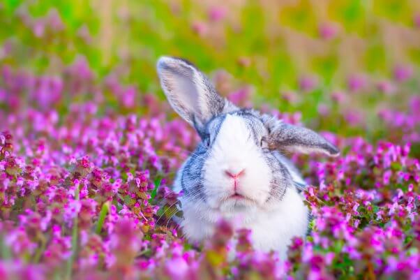 white and gray rabbit in purple flowers