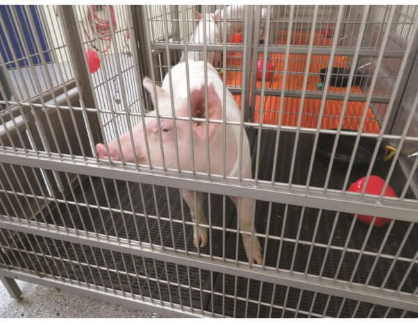 a pig in a narrow cage