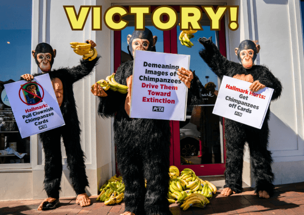 chimpanzee mascots at PETA Hallmark protest, with "VICTORY!" in yellow text