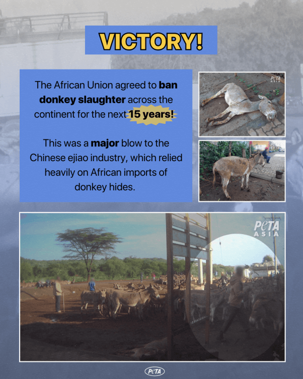 Victory! African Union Bans Cruel Donkey-Skin Trade | PETA