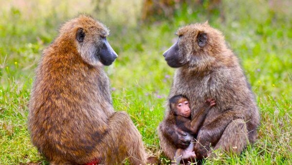 family of olive baboons in national park