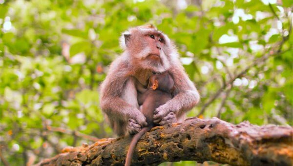A macaque on a branch holds her baby