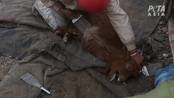 worker pins down goat and pulls their hair out with a sharp metal comb