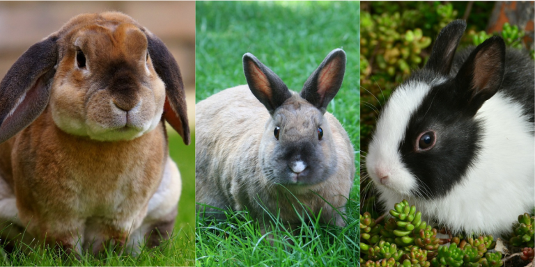 What Should You Do if You Find Baby Bunnies? | PETA