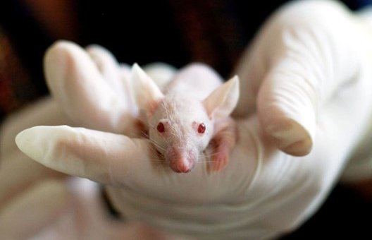 white mouse looking at camera resting in white latex looking gloved hands