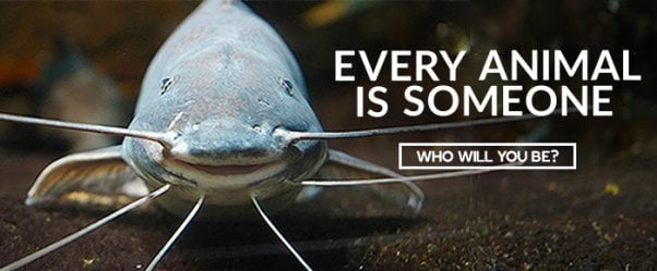 Every animal is someone banner featuring catfish