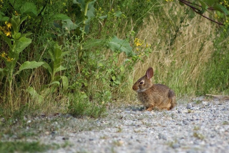 What Should You Do if You Find Baby Bunnies? | PETA