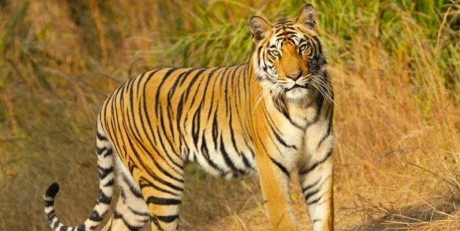 A tiger walking through a national park