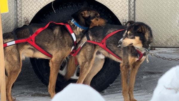 two dogs before 2024 iditarod