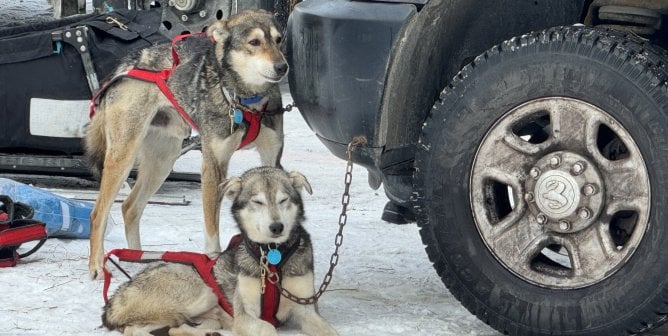 two dogs chained to truck Iditarod