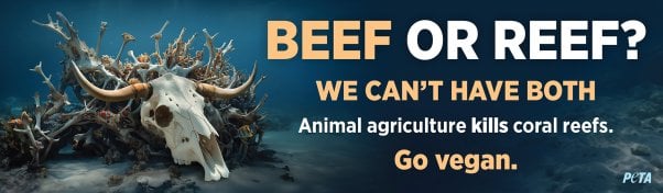 PETA's 'Beef or Reef? We Can't Have Both' ad