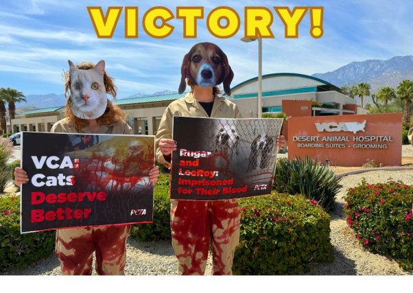 Victory image for VCA dropping the Veterinarians' blood bank showing two animal mascots in front of building