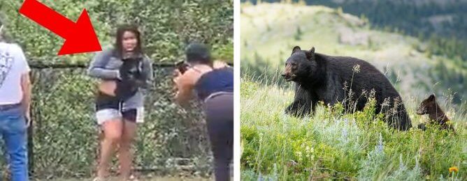 Person posing with black bear / a parent and cub black bear in the Rocky Mountains