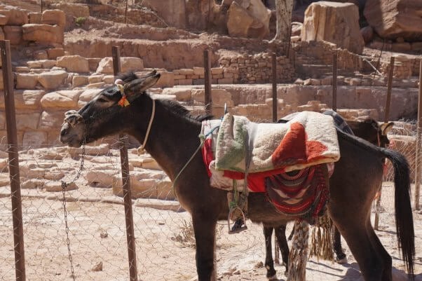 An encumbered donkey in Petra