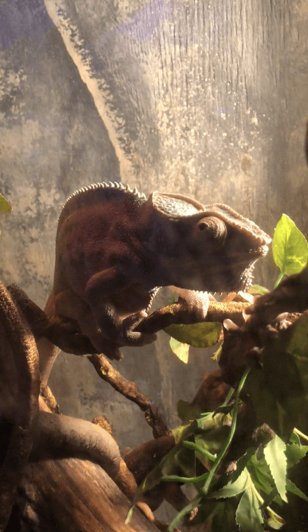 Garnet, a panther chameleon, died at SeaQuest Woodbridge