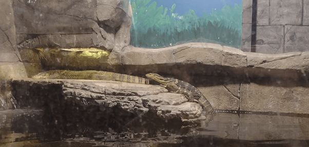 Bonnie and Cruise, a pair of Asian water monitors, died two months apart at SeaQuest Woodbridge in 2023.