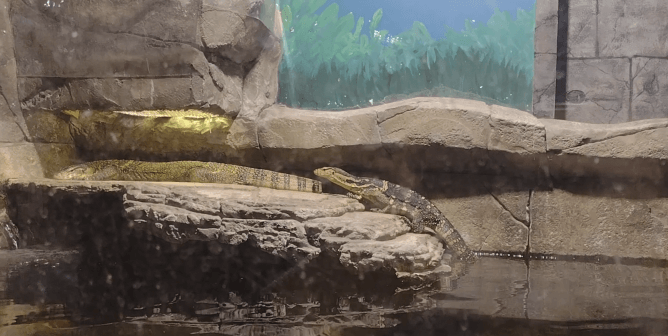 Bonnie and Cruise, a pair of Asian water monitors, died two months apart at SeaQuest Woodbridge in 2023.