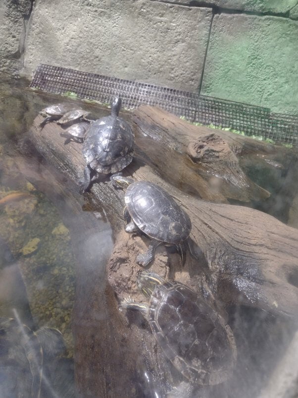 Turtles at SeaQuest Woodbridge, where several of the animals died from infections caused by a recent mycobacteria outbreak.