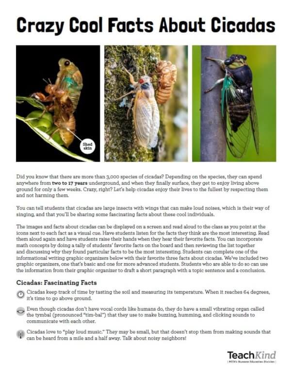 Cicadas factsheet page 1