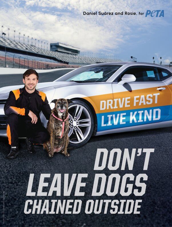 Daniel Suárez with dog next to car that says "Drive fast, live kind". Under car is the text "Don't leave dogs chained outside"