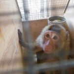 Ethiopian Airlines to Face Turbulence at O’Hare Airport Over Cruel
Monkey Imports