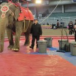 Ararat Shrine Circus’s Ties to Elephant Abuser Bring PETA
Plea—‘Go Animal-Free!’