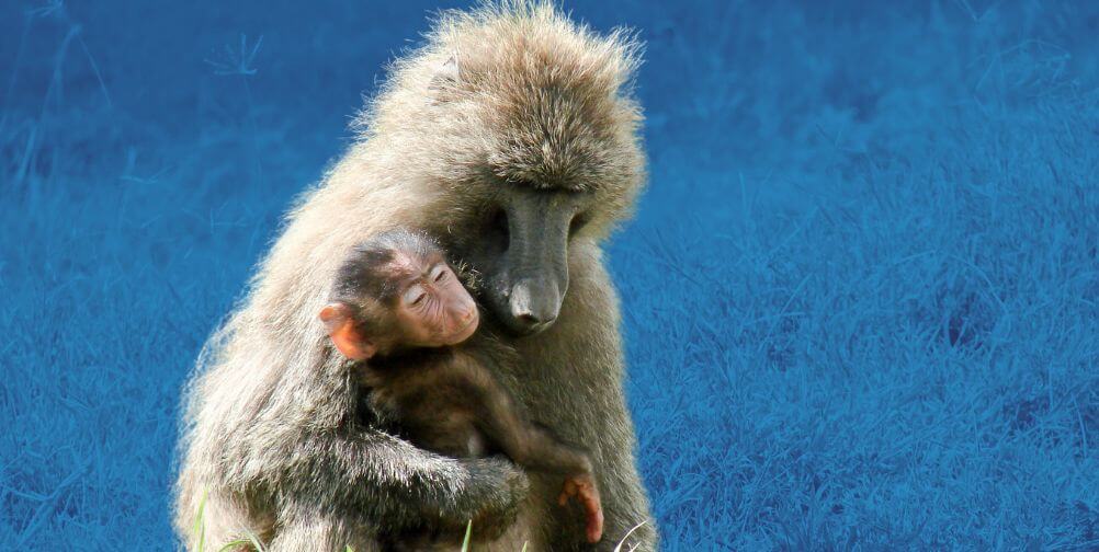 Campaign Updates: PETA Calls For End of Baboon Pregnancy Experiments at ...