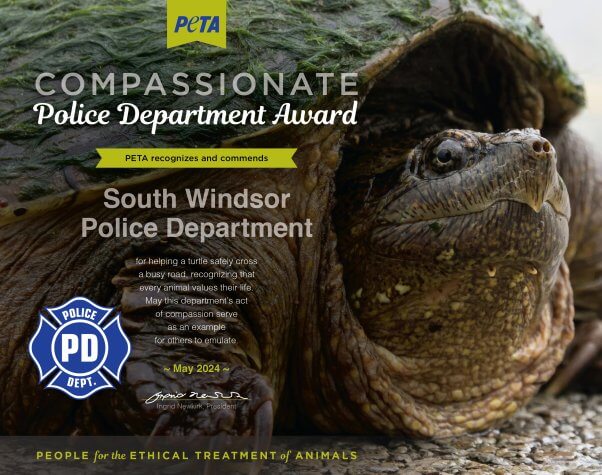 Award featuring a photo of a turtle