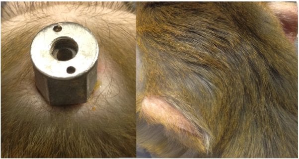 A metal node sticking up from the top of a monkey's head after suturing