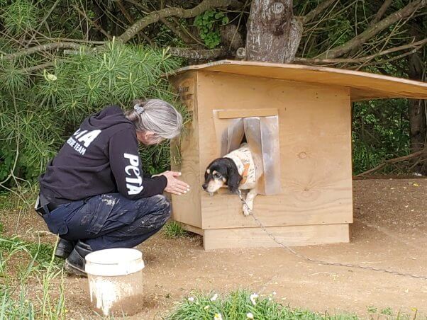 peta fieldworker checks on dog in doghouse 