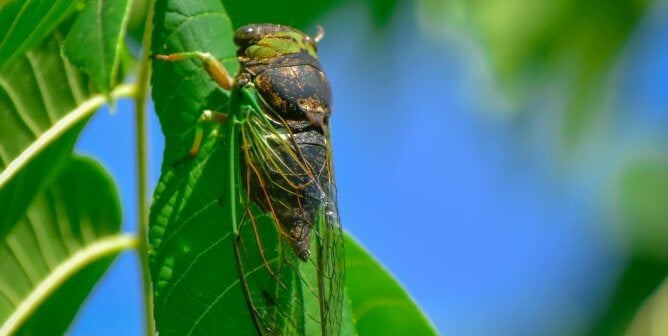 green cicada on a green leaf