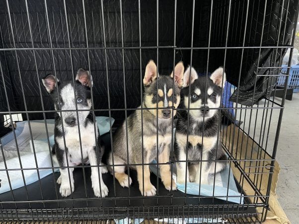 three husky mix puppies