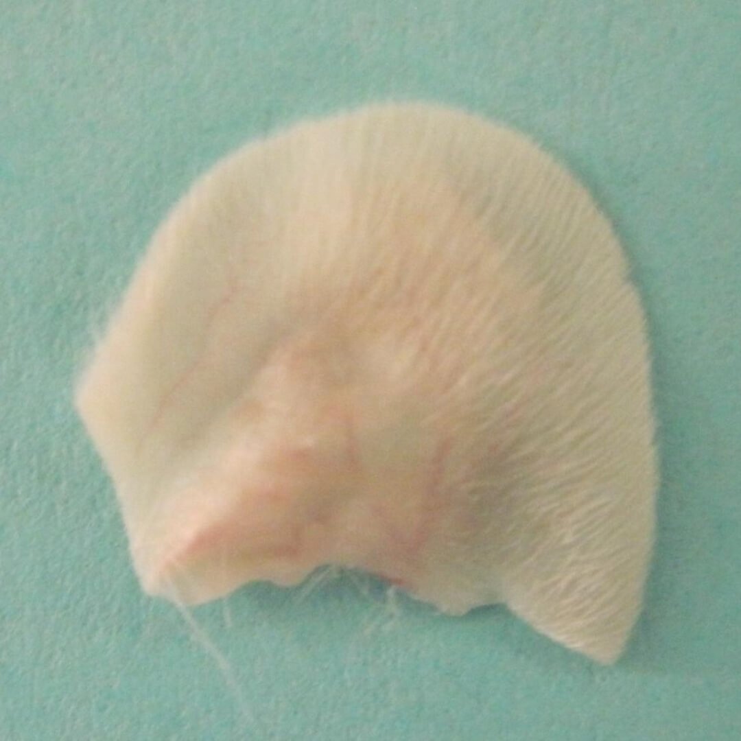 A severed mouse ear