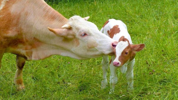 mother and baby cow in grass